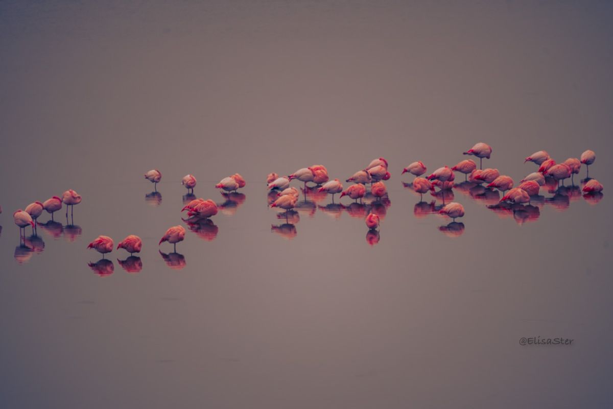 Flamingo Reflections – Stilte in Pastel