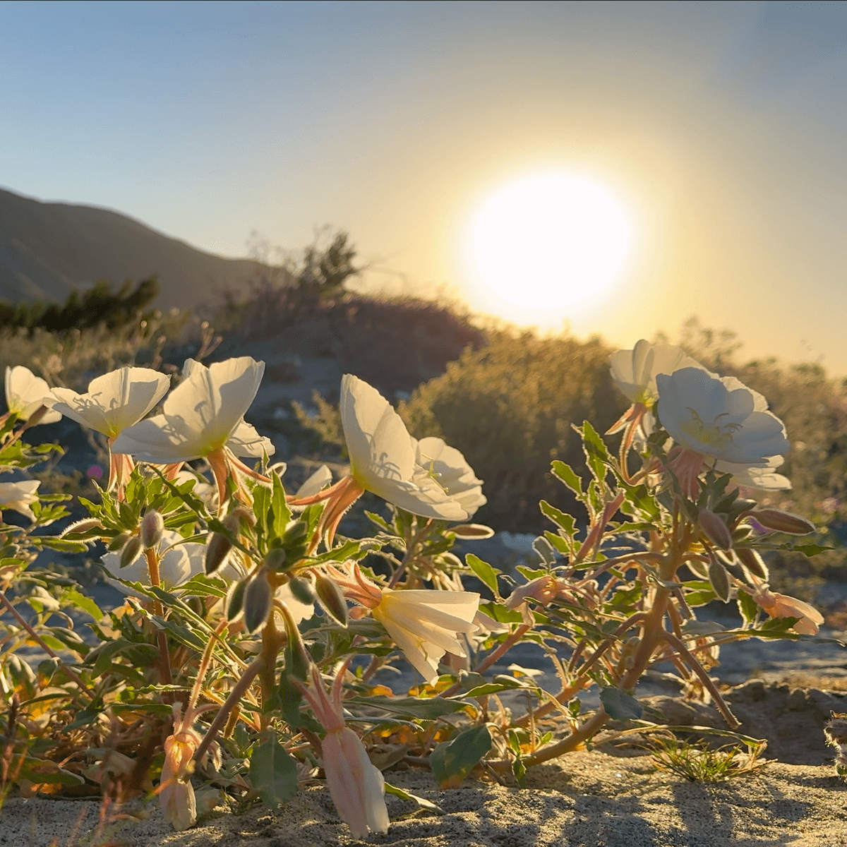 Wallpaper - Desert Flowers
