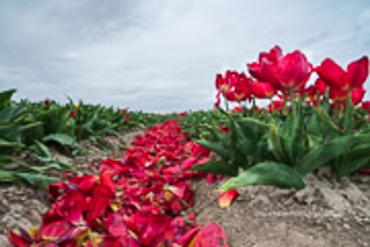 Tulpenvelden in Stellendam, Goeree-Overflakkee | Mysterieuze tulpenfoto na het koppen