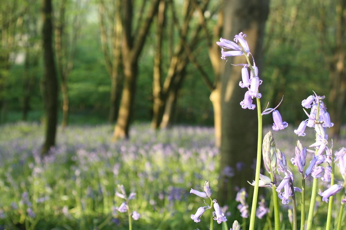 Live Tour: Birmingham - Bluebells And Stories, Friday May 1 at 3pm BST