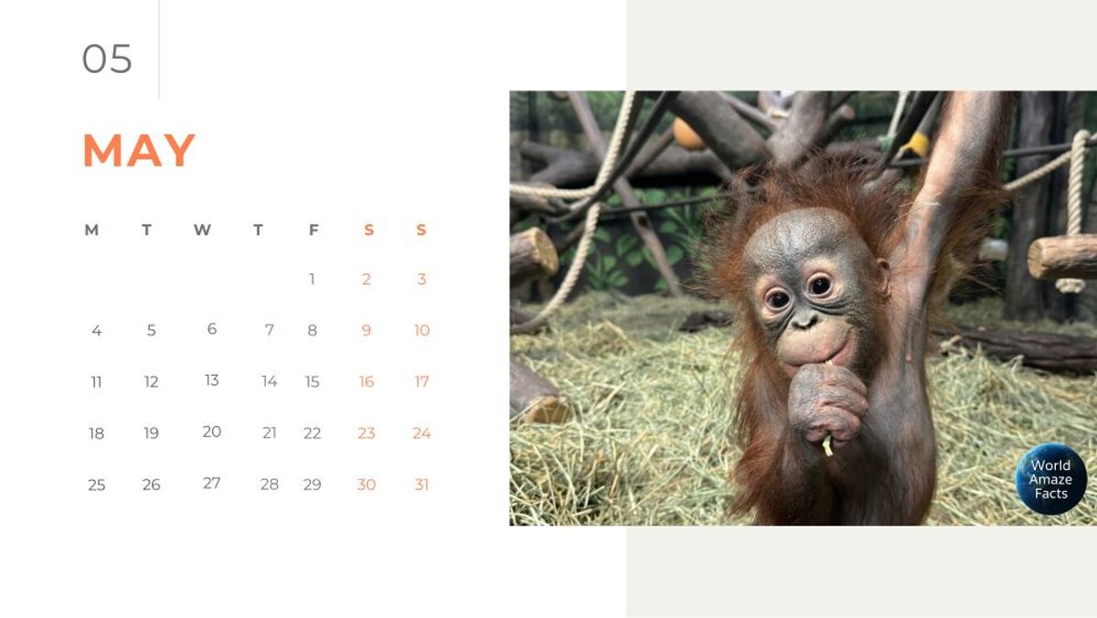 FREE May 2026 Calendar: Meet Weila the Baby Orangutan! 🦧✨