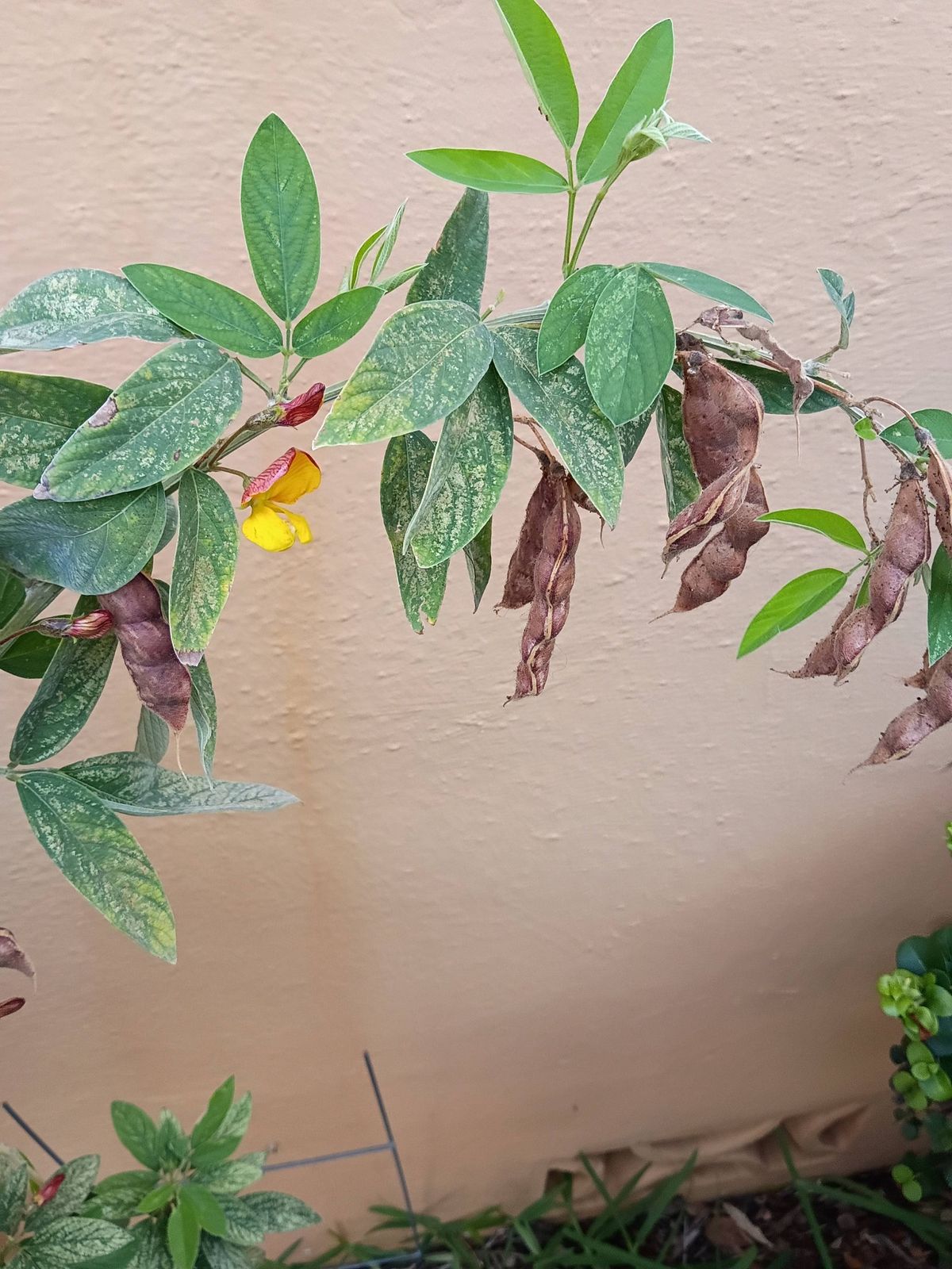 Pigeon Pea Seeds – Backyard Harvest (25 Seeds) red/yellow