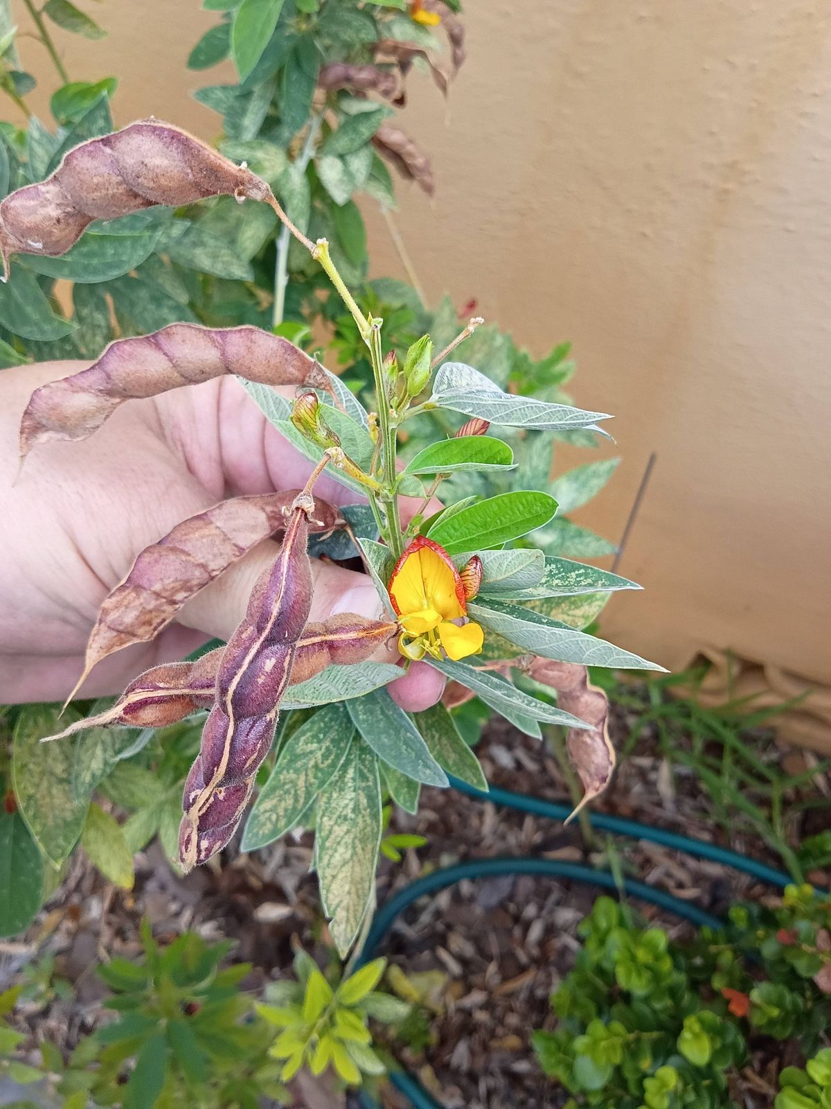 Pigeon Pea Seeds – Backyard Harvest (25 Seeds) red/yellow