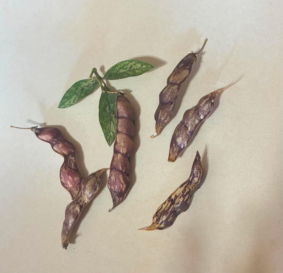 Pigeon Pea Seeds – Backyard Harvest (25 Seeds) red/yellow