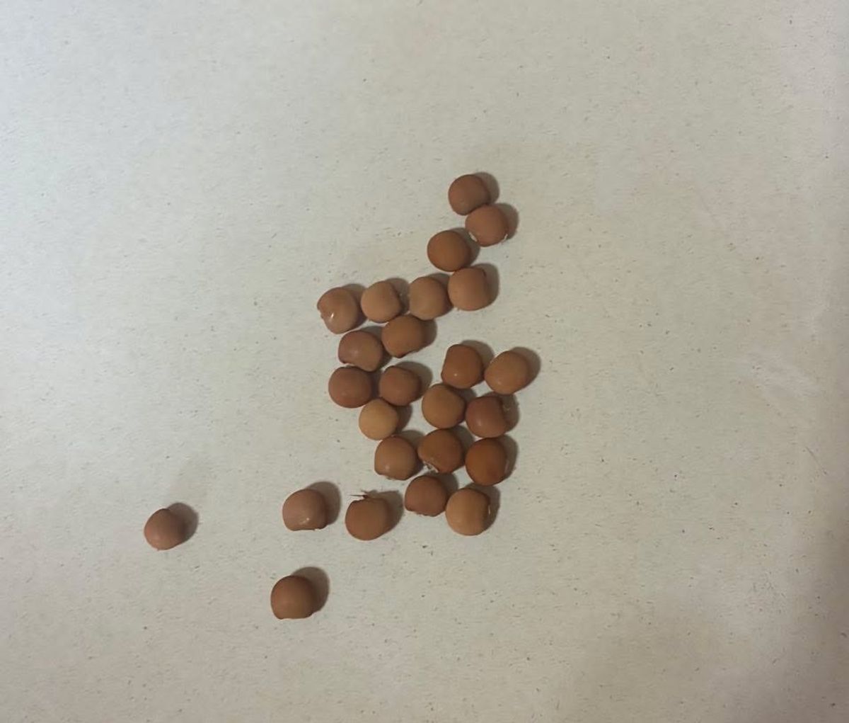 Pigeon Pea Seeds – Backyard Harvest (25 Seeds) red/yellow