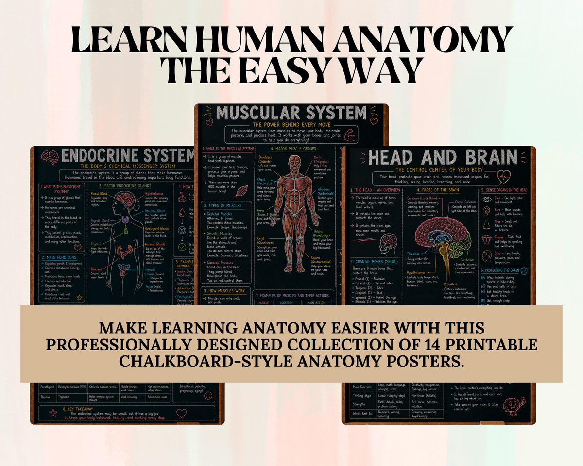 Human Anatomy Chalkboard Bundle