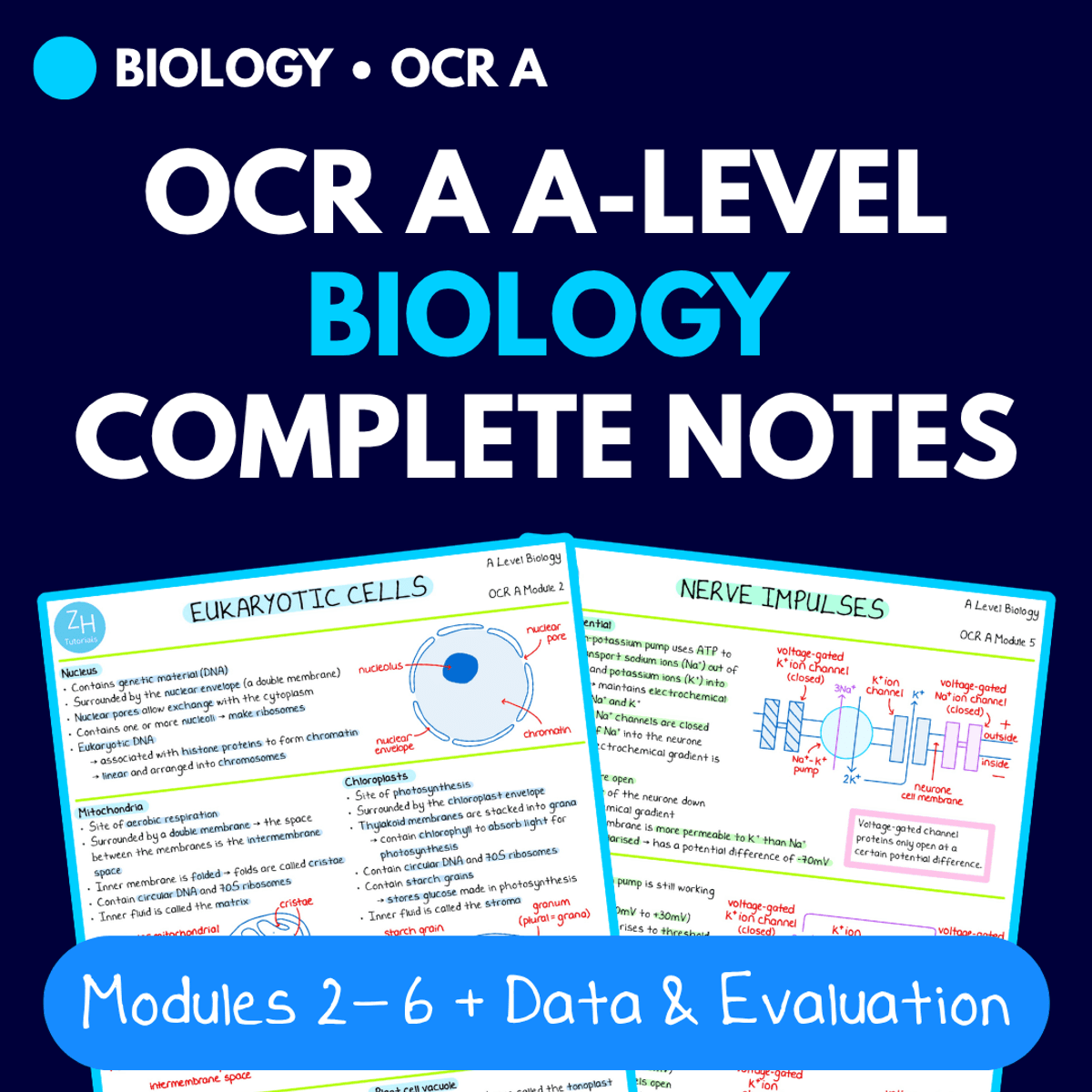 OCR A A-Level Biology Complete Notes