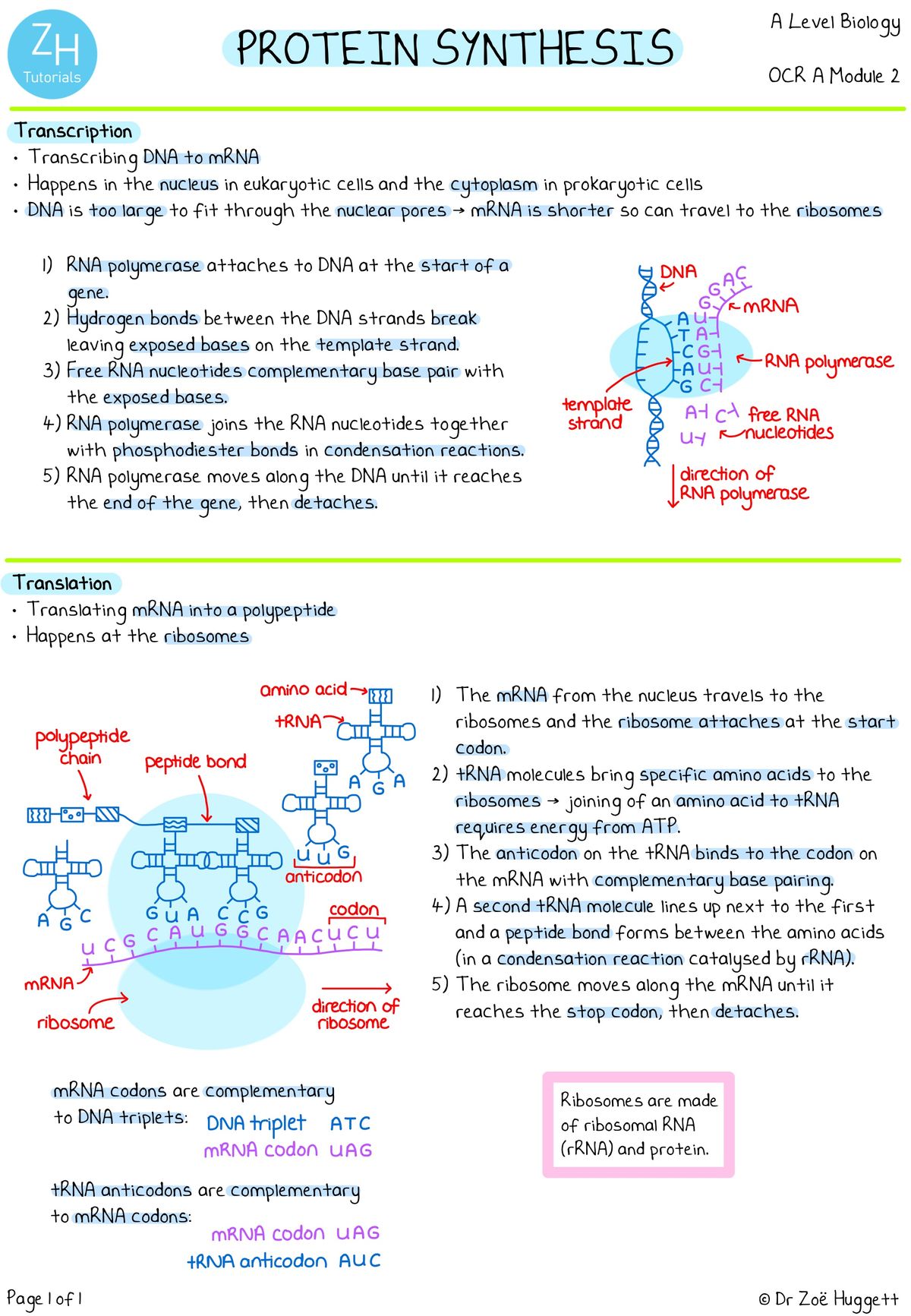 OCR A A-Level Biology Complete Notes