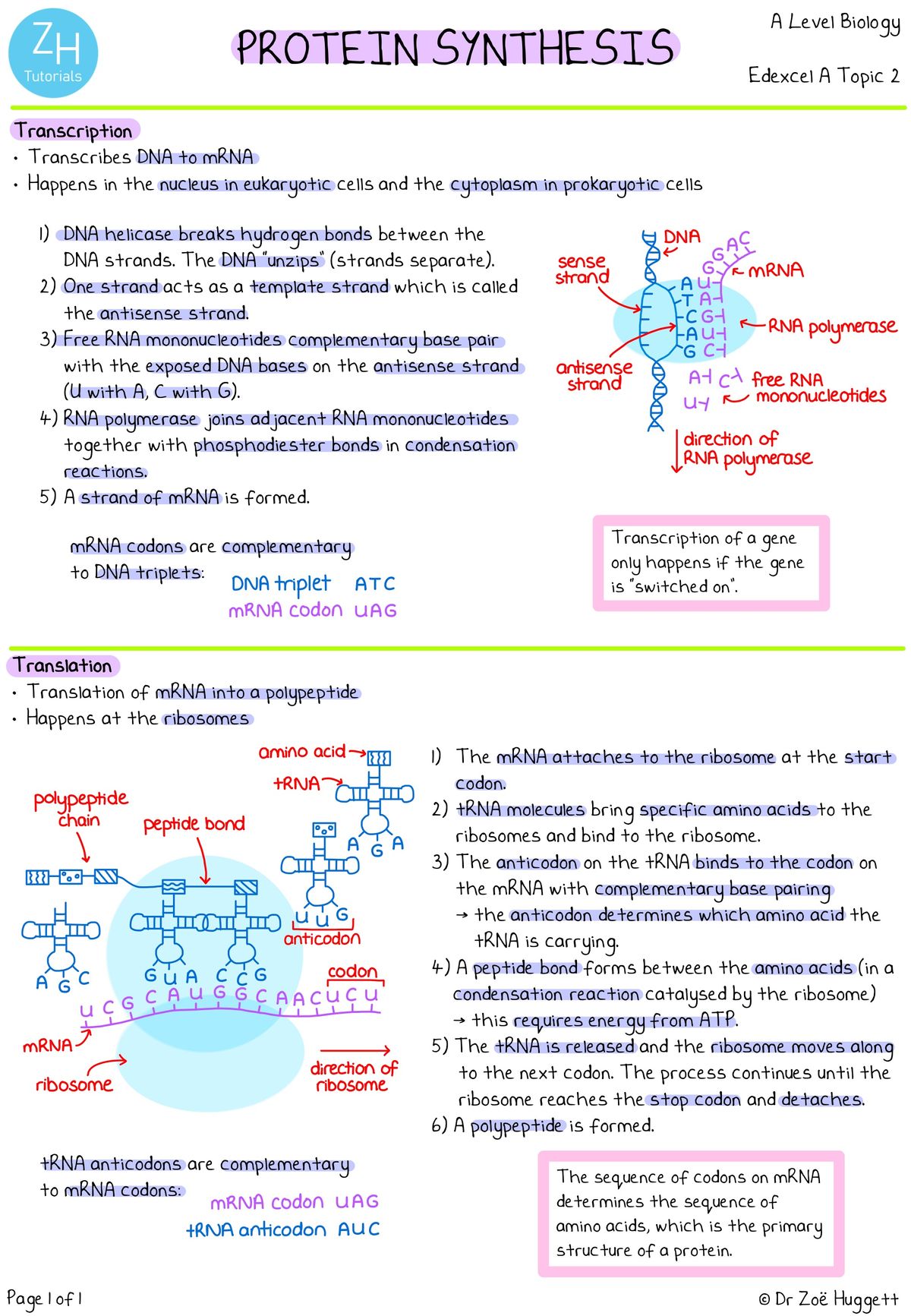 Edexcel A (Salters-Nuffield) A-Level Biology Complete Notes