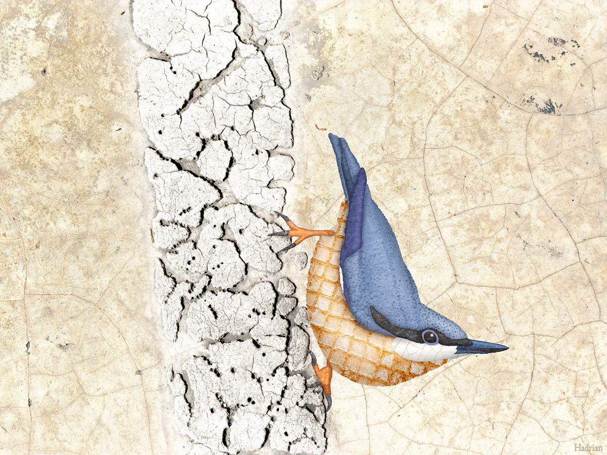 "Nuthatched" digital download