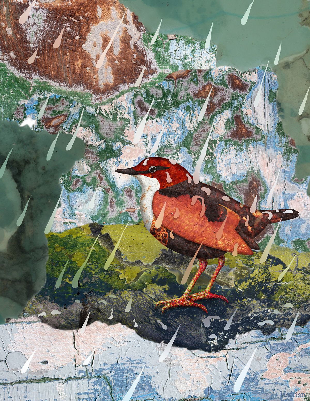 "Rainy Dipper" digital download