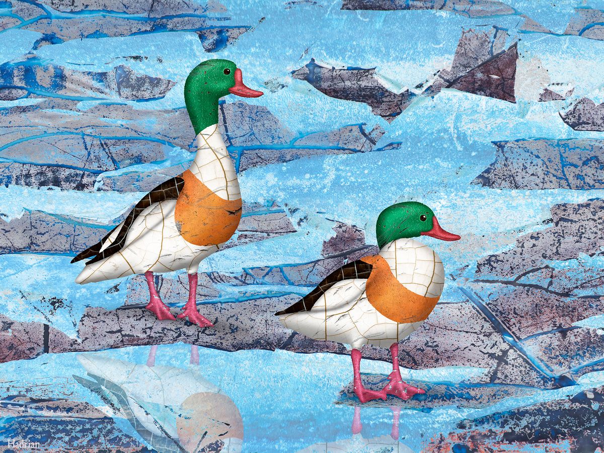 "Shelduck" digital download