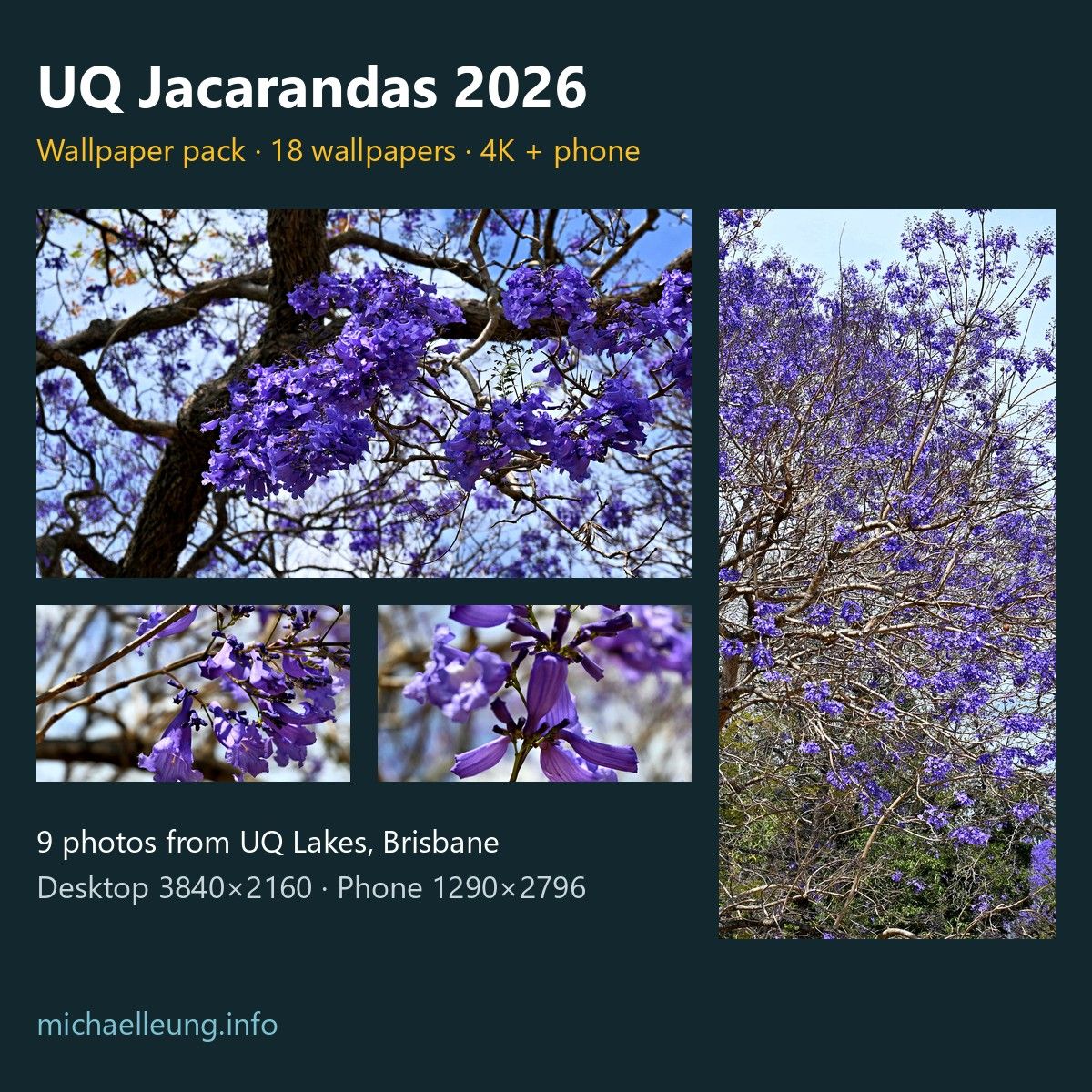UQ Jacarandas 2026 Wallpaper Pack (4K desktop + phone)