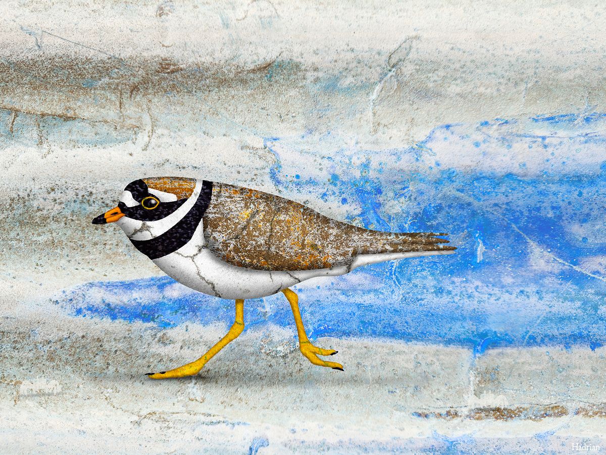 "Little Ringed Plover" digital download
