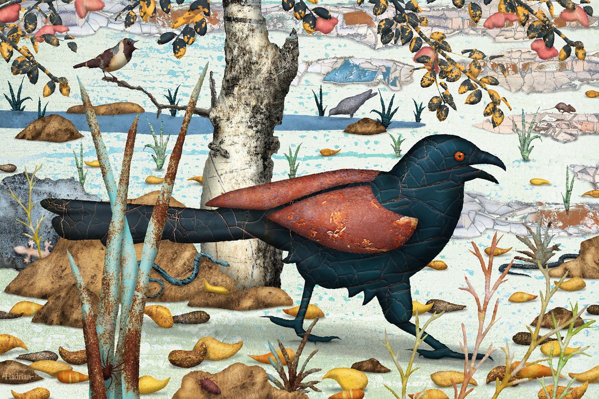 "Greater Coucal" digital download