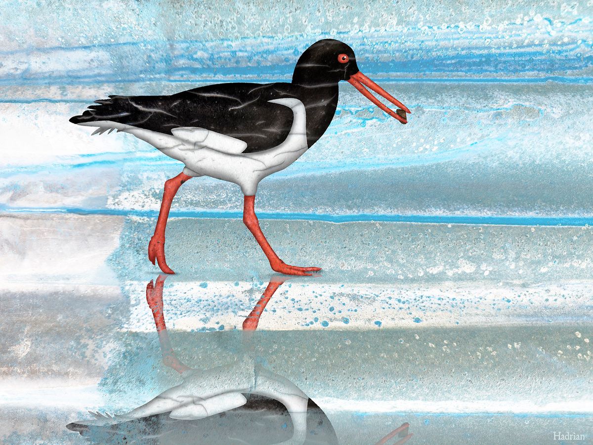 "Oystercatcher" digital download