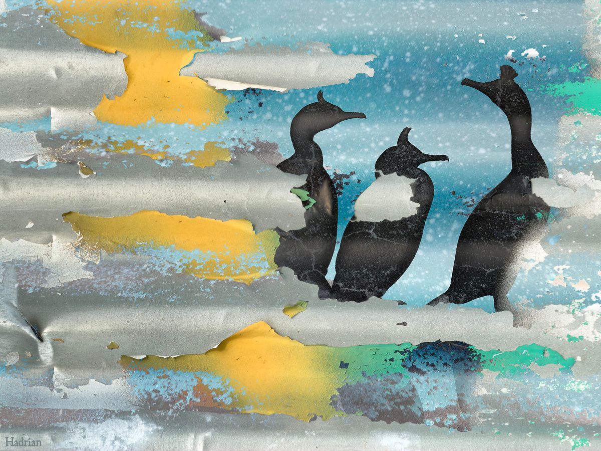 "Shags" digital download