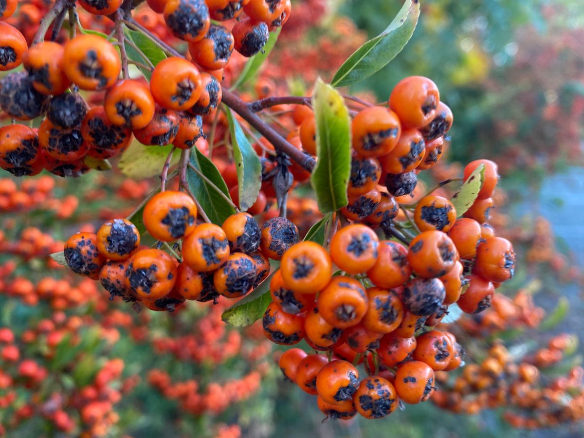 Autumn photos