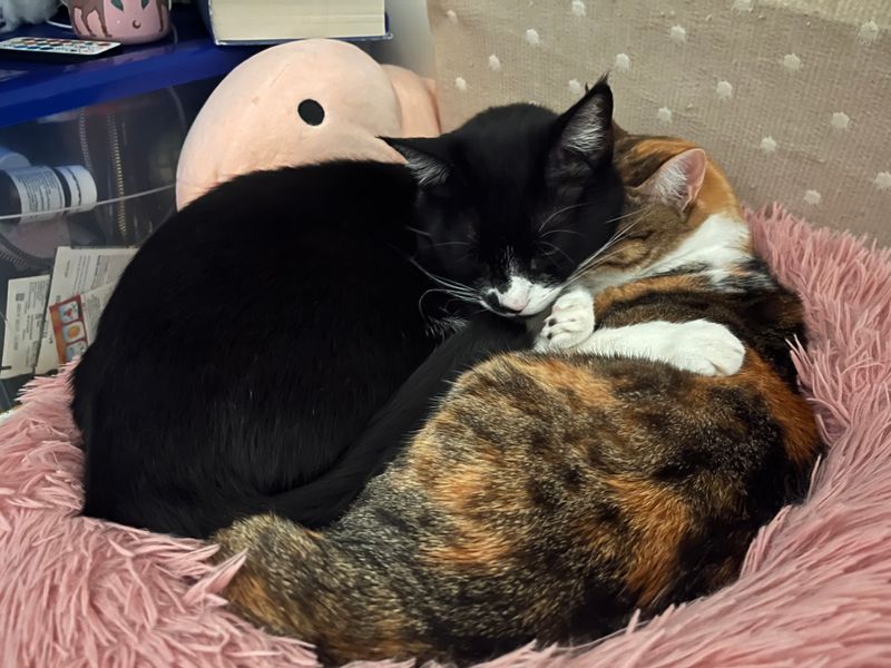 My Cats' Medical Fund 💜
